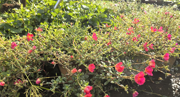 來(lái)自廣有五金的早會(huì)——美麗而溫馨的邂逅|廣有五金&東莞合頁(yè)